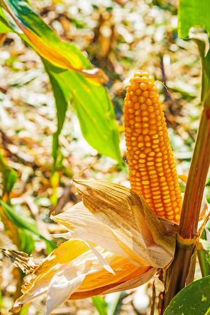 Vista cercana de maíz en la mazorca de maíz