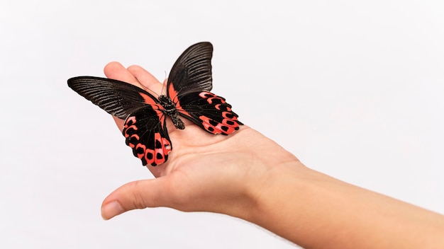 Foto vista cercana de mariposa sentada en la mano