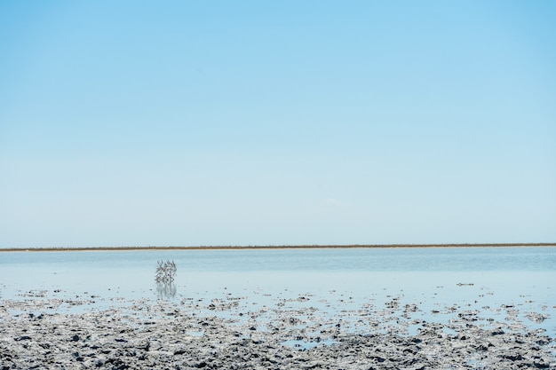 Vista cercana de un paisaje interesante con el lago salado Sivash y el barro curativo. Una playa con una textura inusual para el planeta tierra. Paisaje espacial. Concepto de foto de viaje.