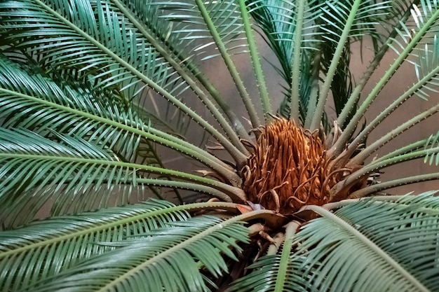 Vista cercana de la palmera desde arriba. Fondo de hojas de palma. Fondo de plantas tropicales. Plantas exóticas