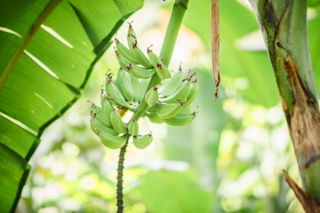 Vista cercana a las plantaciones de banano y café