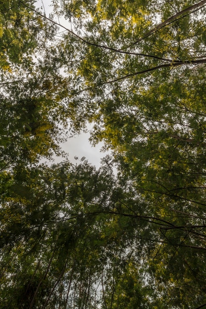 Vista cercana de las ramas de un árbol de mimosa amarillo.