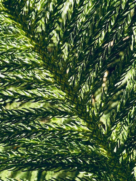 Foto vista cercana de las ramas de pino en el bosque.