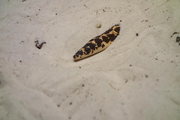 Vista cercana de la serpiente boa de arena Erycinae parcialmente enterrada en la arena