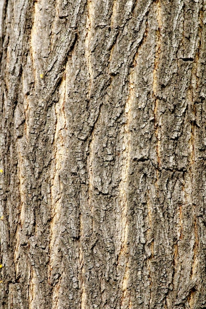 Vista cercana del tallo del árbol salvaje.