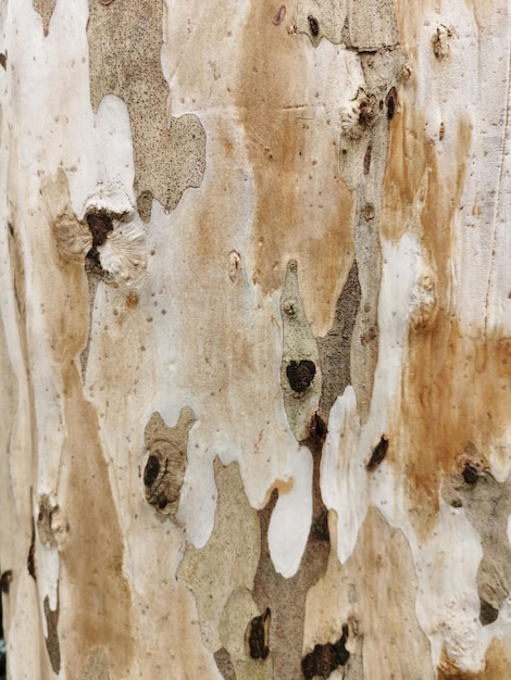 Foto vista cercana de la textura del tronco de un árbol pelado
