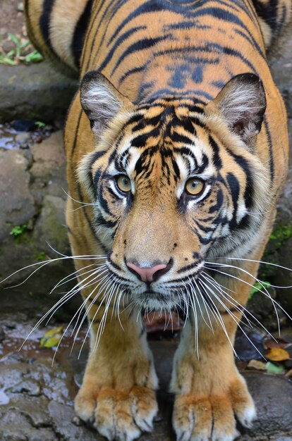 Vista cercana de un tigre de Sumatre