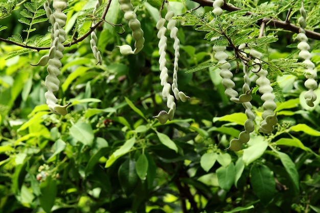 Vista cercana de las vainas de acacia nilotica.