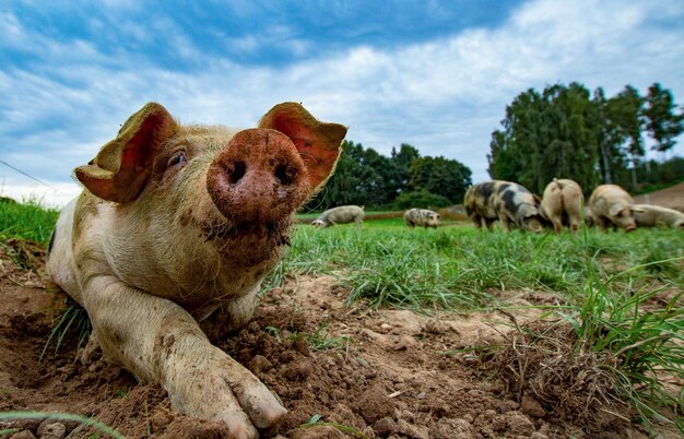 Foto vista de un cerdo feliz en libertad