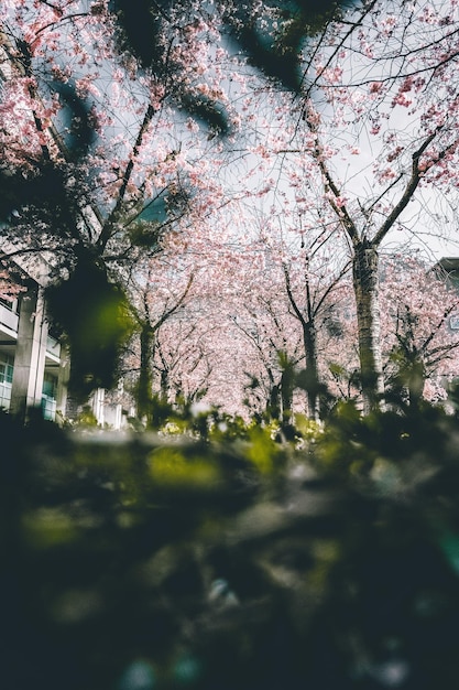 Vista del cerezo en flor