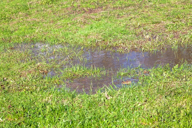 Foto vista de un charco y hierba