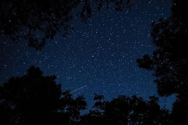 Vista del cielo estrellado en el bosque