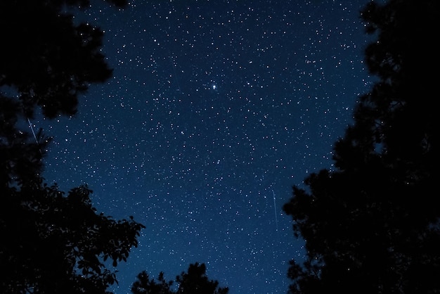 Vista del cielo estrellado en el bosque