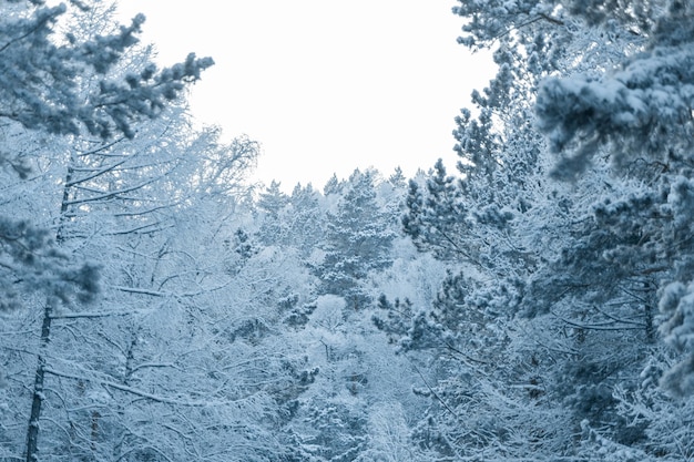 Vista del cielo a través del bosque de invierno cubierto de nieve. Cuento de hadas de invierno.