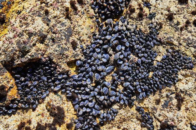 Vista de cientos de mejillones en las rocas de la costa oeste