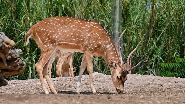 Vista de un ciervo manchado en el zoológico