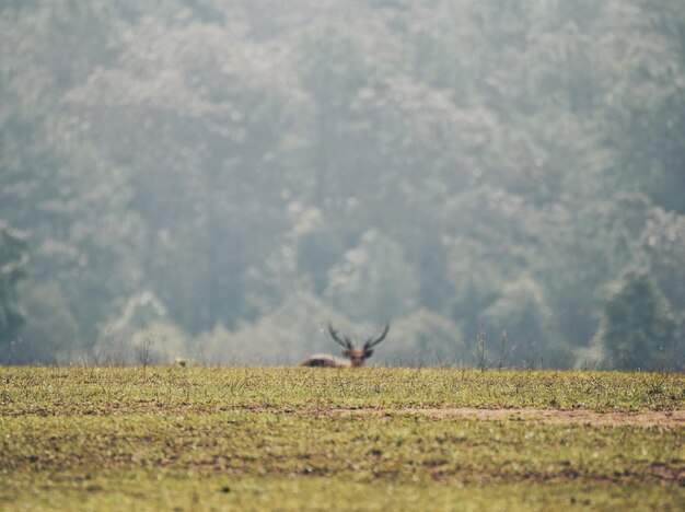 Foto vista de los ciervos en el campo