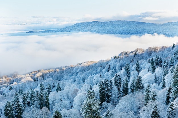 Vista desde la cima del bosque cubierto de nieve con nubes bajas flotantes.