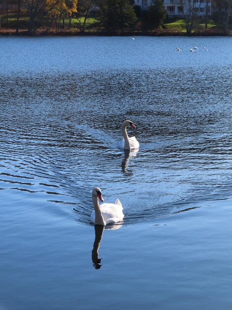 Foto vista de cisnes nadando en el lago