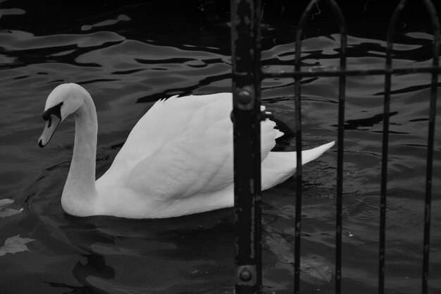 Foto vista de cisnes nadando en el lago