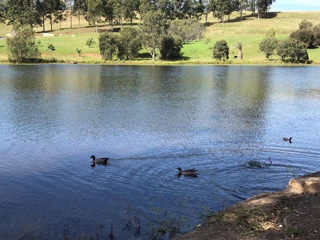 Foto vista de cisnes nadando en el lago