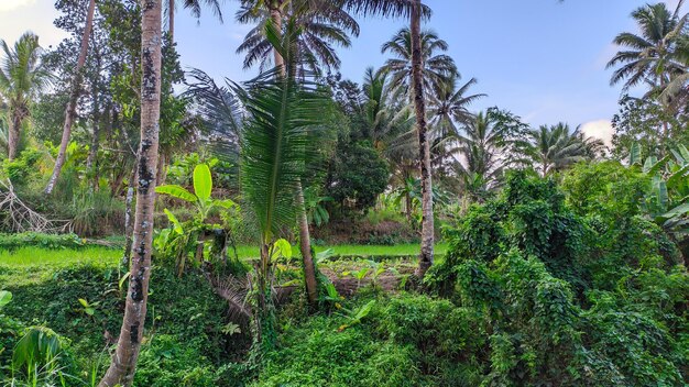 vista de cocoteros en Indonesia