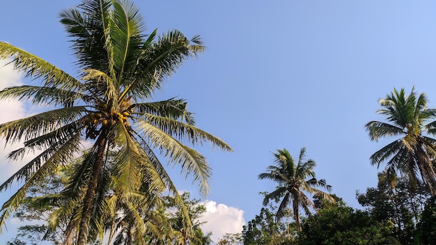 vista de los cocoteros