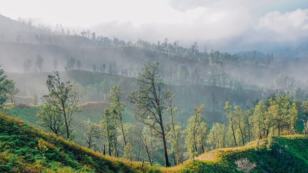 Una vista de las colinas de munnar