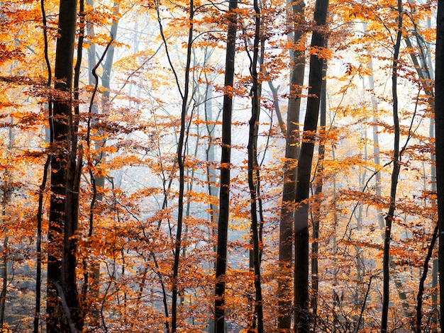 Vista completa de los árboles en el bosque