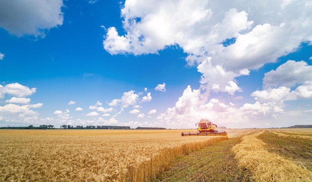 Vista completa de la cosechadora cosecha trigo maduro en una granja. Campo de trigo contra un cielo azul. Concepto de agricultura