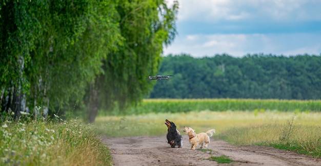 Vista completa de los dos pequeños cachorros saltando, corriendo y divirtiéndose con un dron volador. Concepto de animales y perros