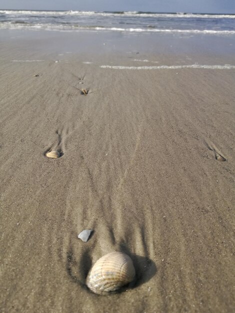 Foto vista de una concha de mar en la playa