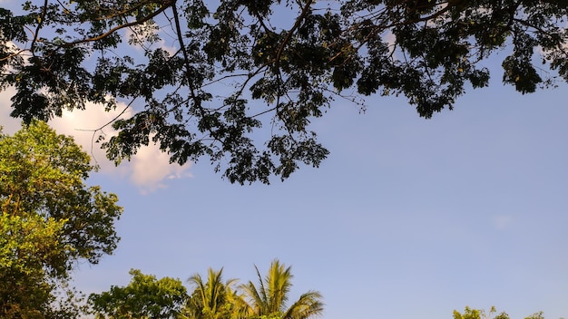 vista de la copa de los árboles con el cielo azul