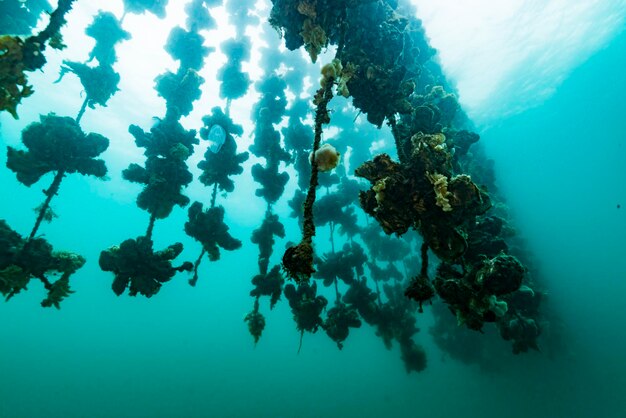 Foto vista del coral en el mar