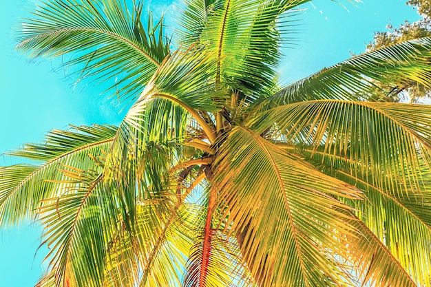 Foto vista de la corona de un árbol de coco con frutos de coco contra un cielo azul