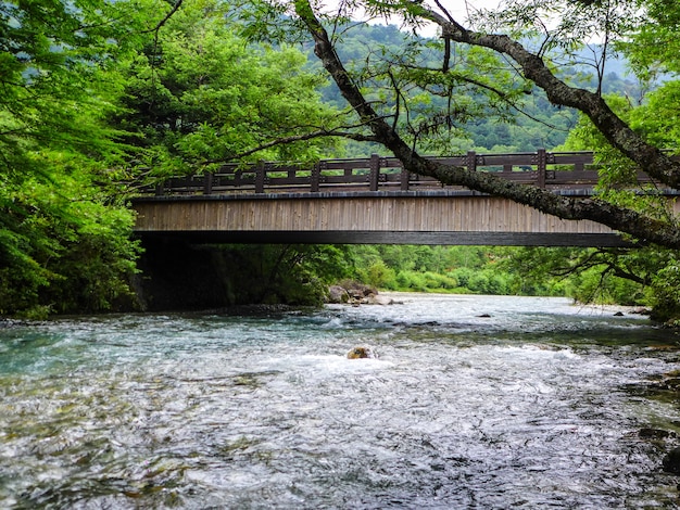 La vista de la corriente fluye hacia abajo a través del bosque en la montaña en Kamikochi Japón