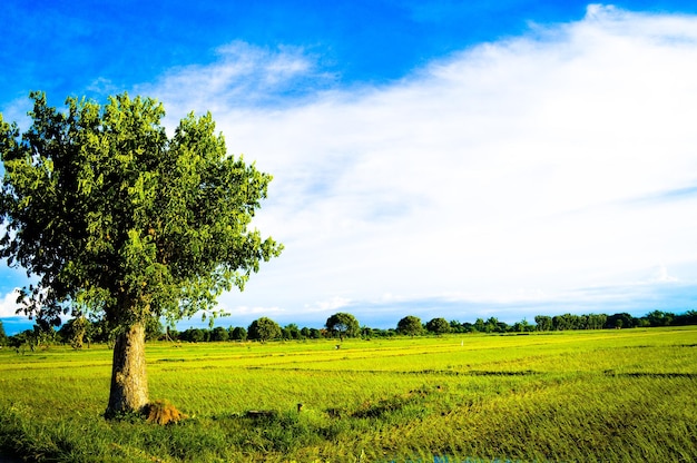 Foto vista de la cosecha en el campo contra el cielo nublado