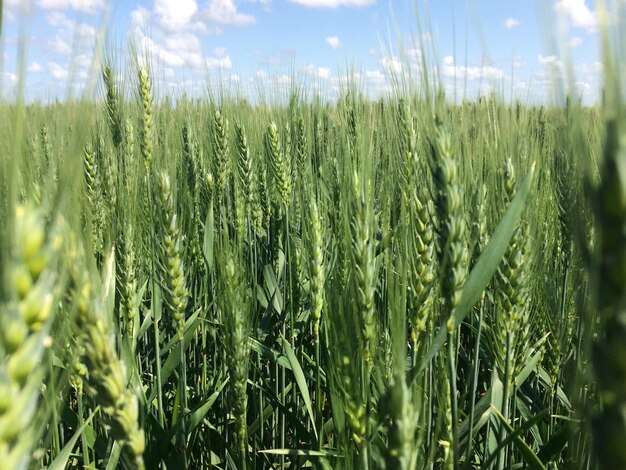 Foto vista de la cosecha de trigo en el campo