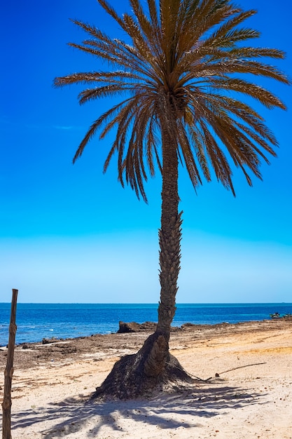 Vista de la costa mediterránea con mar azul, arena blanca y una palmera