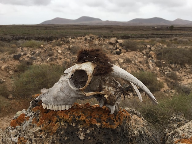 Foto vista del cráneo de un animal en el campo