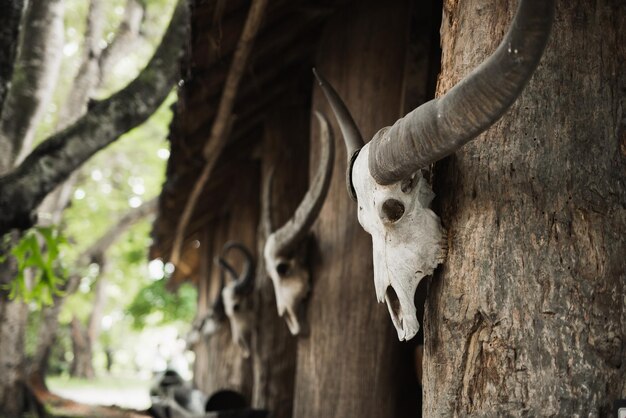 Vista del cráneo de un animal en el tronco de un árbol