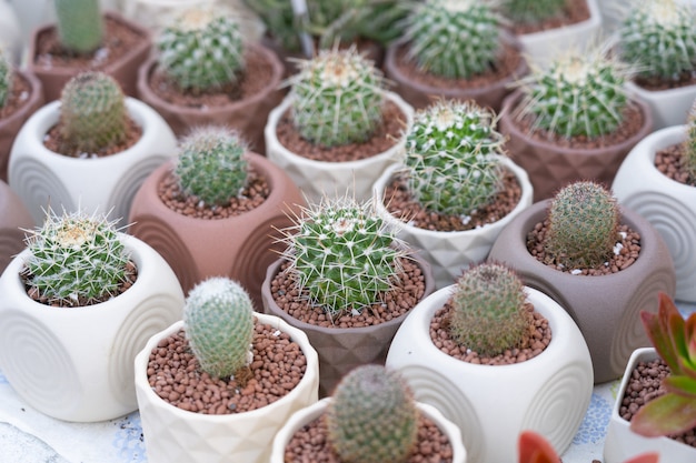 Vista del crecimiento del cactus en el pequeño pote blanco.