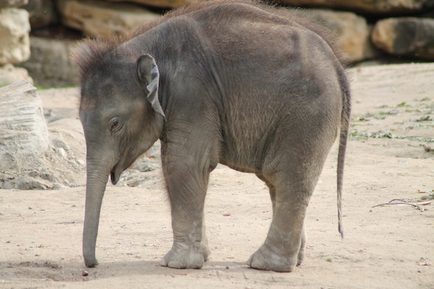 Vista de la cría de un elefante