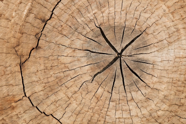 Vista cruzada de la textura del tronco de árbol de sierra