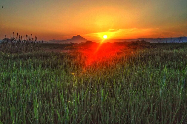 Foto vista del cultivo en el campo al atardecer