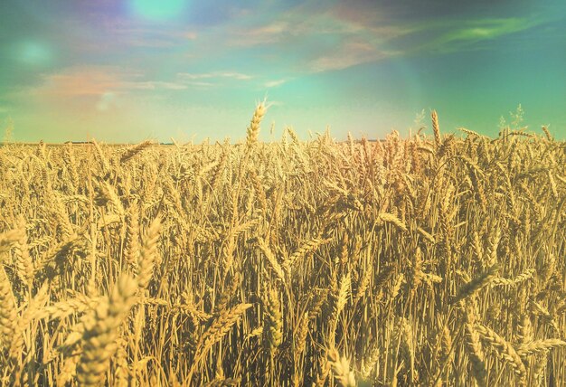 Vista del cultivo en el campo