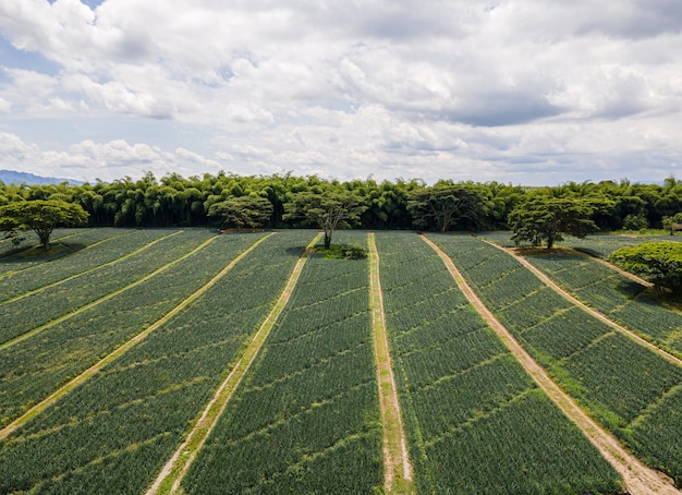 Foto vista de cultivos y surcos agrícolas.