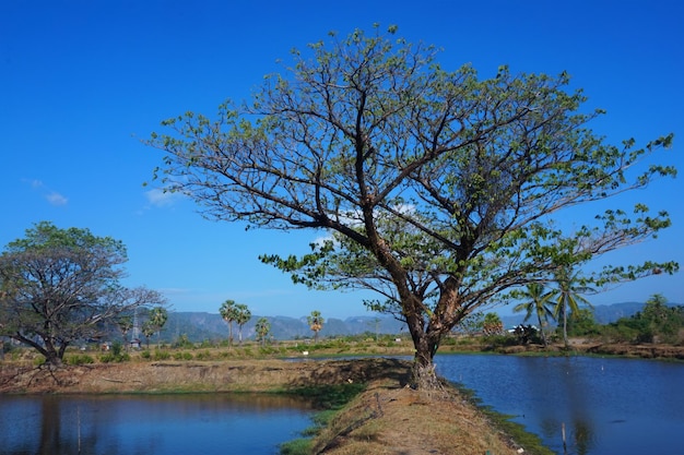 vista da árvore acima da lagoa