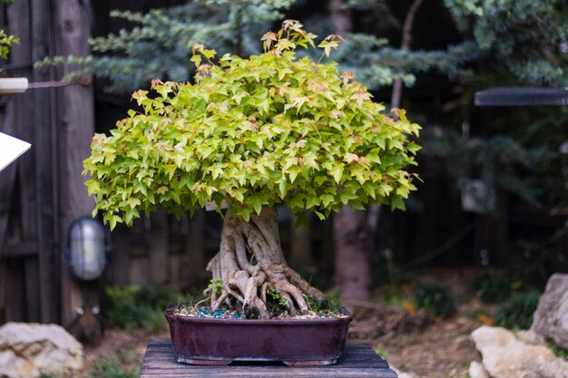 Foto vista da árvore bonsai
