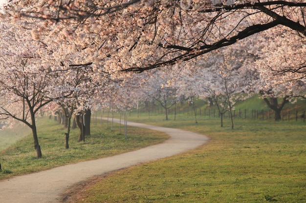 Vista da árvore de cerejeira em flor no parque